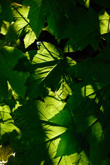 Macro Leaf In Beautiful Light and Shade