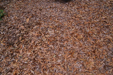 brown background texture of dry branches and leaves
