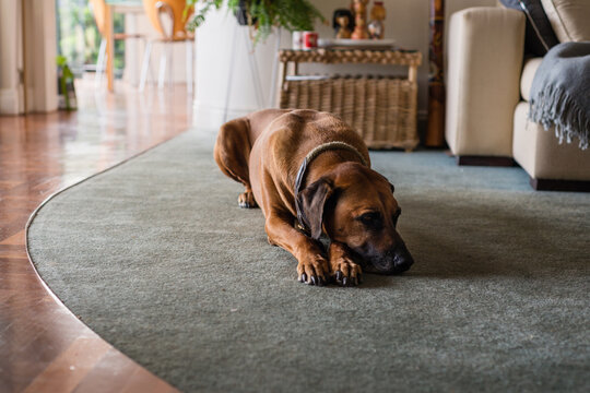 sad dog on carpet