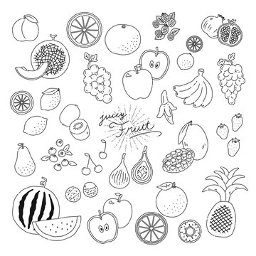いろんなフルーツの線画手描きイラストアイコン fruit line illustration vector icon