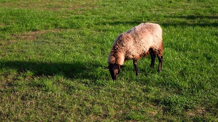 Sheep grazing on the meadow, casting a long shadow.
