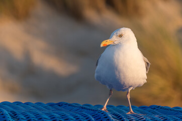 Nordsee Möwe