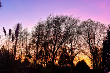 Vibrant Sunrise Against Tree Silhouette