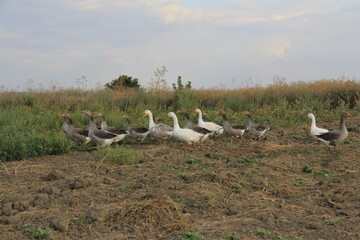 Fototapeta na wymiar flock of geese