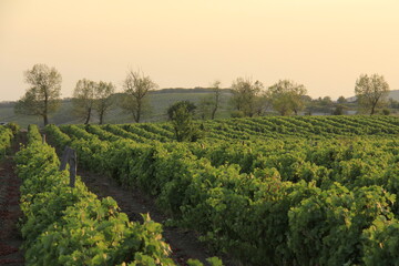 Fototapeta na wymiar vineyard in the evening