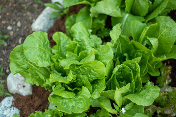 lettuce in a garden