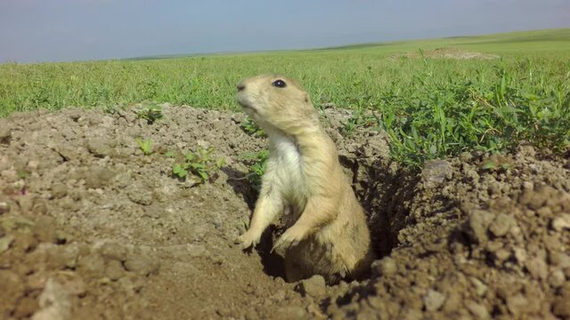 Black tailed prairie dog watching for danger from its burrow in grassland