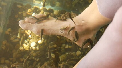 Garra Rufa fish foot care with natural peeling and massage. In the process, they secrete special enzymes that promote regeneration and improve skin elasticity. Fish choose only damaged areas of skin