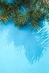 Fir tree on color background 