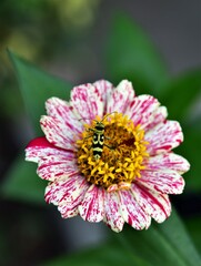 Obraz premium close up of a flower