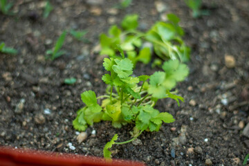 seedling growing in soil
