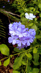 blue water lily