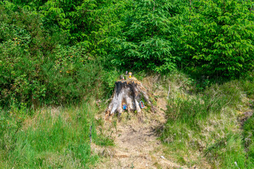 Trees on a Sunny day, Ireland