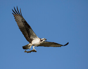 osprey in flight