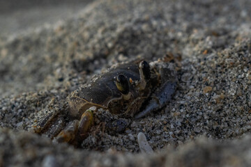 Close up of a Crab