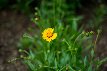 yellow flower in the garden