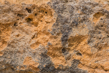 Texture of beach sandstone with shells in holes, background