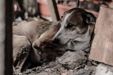 Naklejka premium dog sleeping on the floor