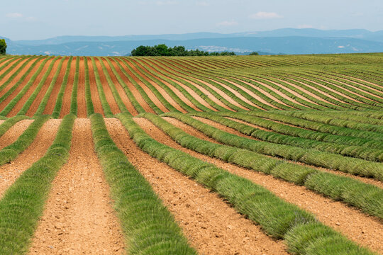 Lavender field after harvest