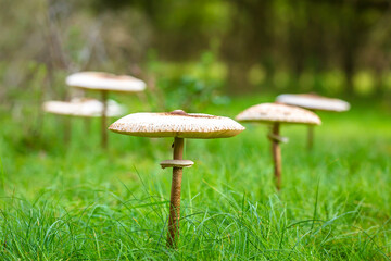 Macrolepiota procera, the parasol mushroom, in a fairy ring