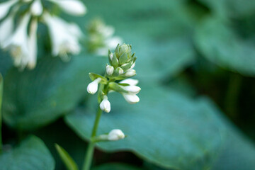 Obraz premium lily of the valley