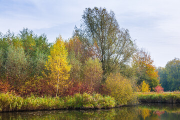 Obraz premium Autumn colored forest landscape with small river