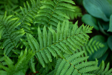 fern leaves