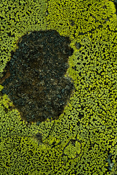 Lichens