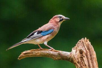 Eurasian jay bird (Garrulus glandarius) perched on a branch, Summer colors