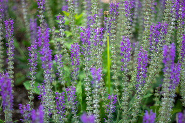 Obraz premium lavender field in region