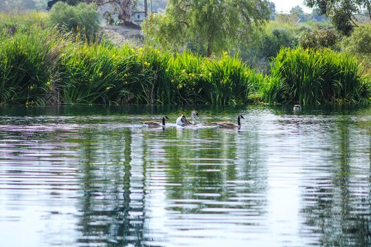 Swans And Ducks Swimming In The Lake At Kenneth Hahn Park In Los Angeles California