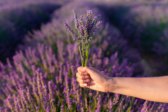 Lavender in Provence at sunset