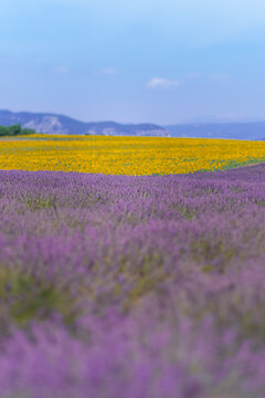 Lavender in Provence