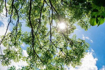 Vibrant Green Leaves in Light and shade