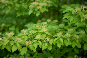 close up of green leaves