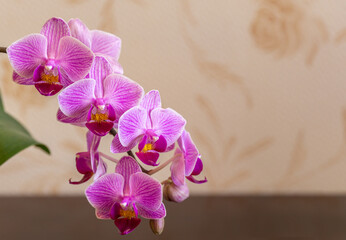 Soft focus beautiful branches of striped purple mini orchids Sogo Vivien. Phalaenopsis,  Moth Orchid are located on blurry beige background. A lovely idea for any design with copy space