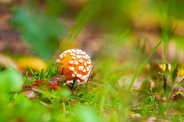amanita muscaria, fly agaric or fly amanita basidiomycota muscimol mushroom