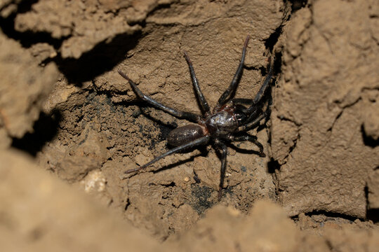 Spider 