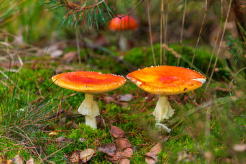 amanita muscaria, fly agaric or fly amanita basidiomycota muscimol mushroom