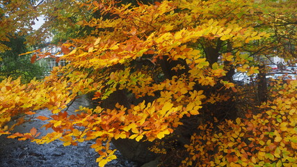 Leaves in autumn