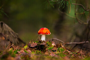 amanita muscaria, fly agaric or fly amanita basidiomycota muscimol mushroom