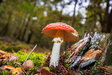 amanita muscaria, fly agaric or fly amanita basidiomycota muscimol mushroom