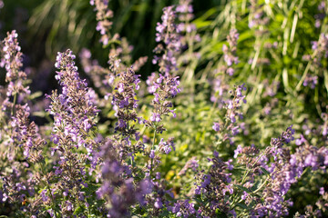 Obraz premium lavender field in region