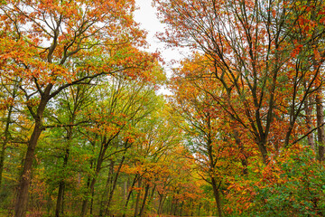 Naklejka na ściany i meble Autumn forest landscape in daylight scenery