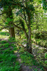 Vibrant Green Leaves in Light and shade