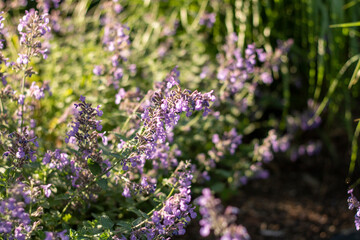 Obraz premium close up of lavender