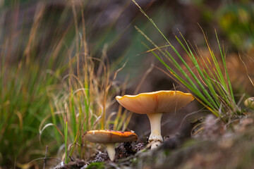 amanita muscaria, fly agaric or fly amanita basidiomycota muscimol mushroom