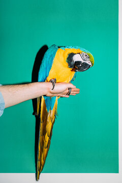 A Parrot