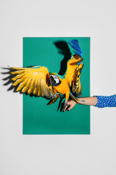 A Parrot