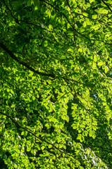 Vibrant Green Leaves in Light and shade